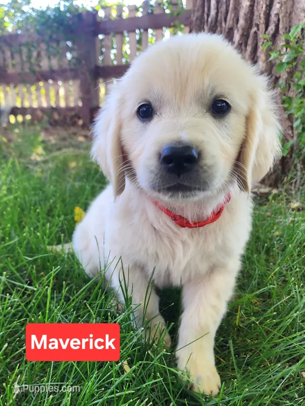 Maverick Red boy – English Cream Golden Retriever puppy for sale in Cortez, CO