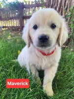 Maverick Red boy, a male English Cream Golden Retriever for sale in Cortez, CO – 1 of 8
