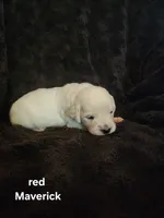 Maverick Red boy, a male English Cream Golden Retriever for sale in Cortez, CO – 2 of 7
