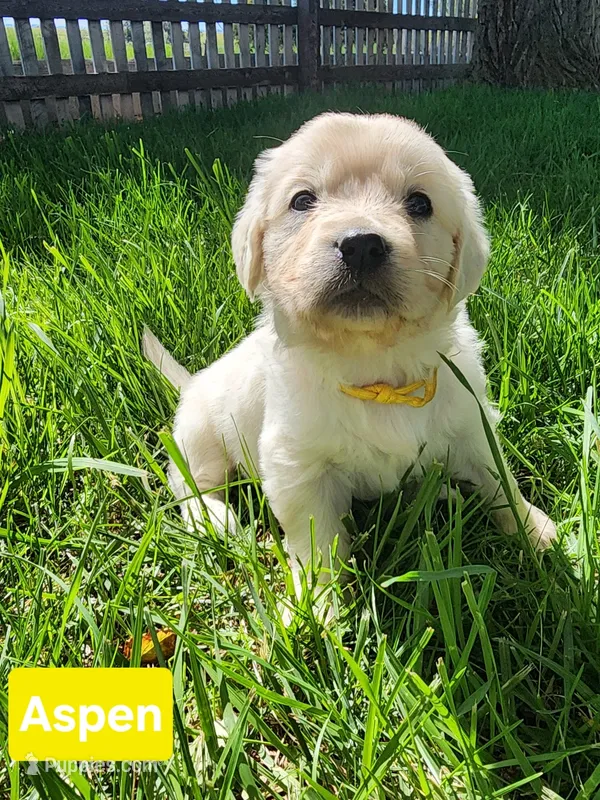 Aspen girl – English Cream Golden Retriever puppy for sale in Cortez, CO