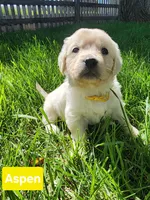 Aspen girl, a female English Cream Golden Retriever for sale in Cortez, CO – 2 of 9