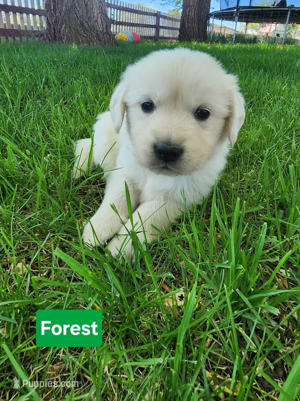 Forest  boy – English Cream Golden Retriever puppy for sale in Cortez, CO