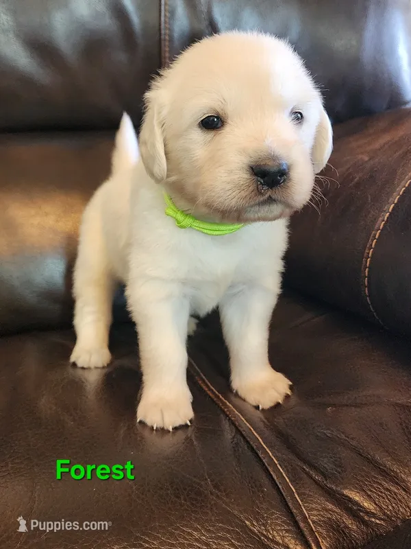 Forest  boy – English Cream Golden Retriever puppy for sale in Cortez, CO