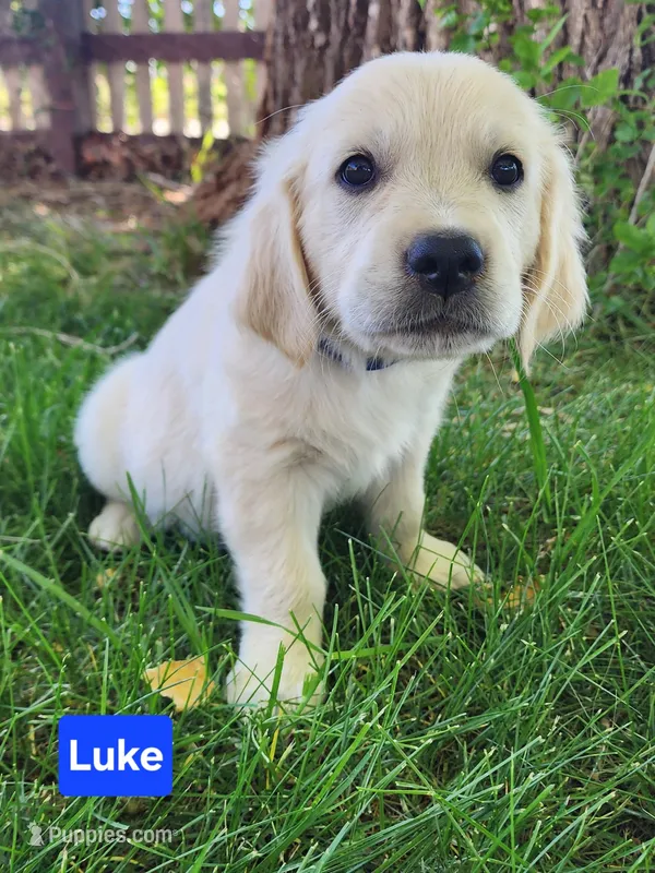 Luke Black boy – English Cream Golden Retriever puppy for sale in Cortez, CO