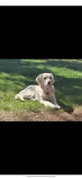Black boy, a male English Cream Golden Retriever for sale in Cortez, CO – 4 of 5