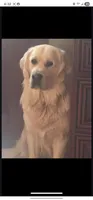 Black boy, a male English Cream Golden Retriever for sale in Cortez, CO – 5 of 5