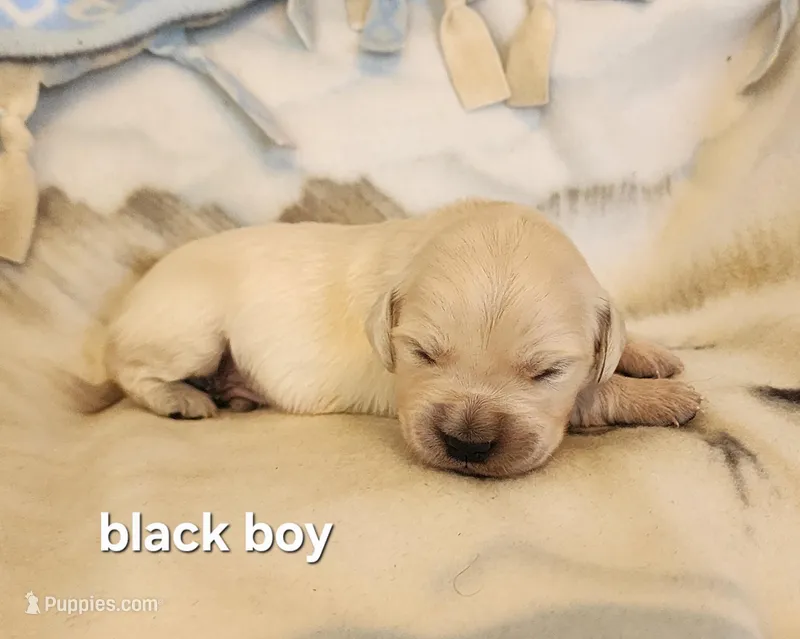 Black boy – English Cream Golden Retriever puppy for sale in Cortez, CO