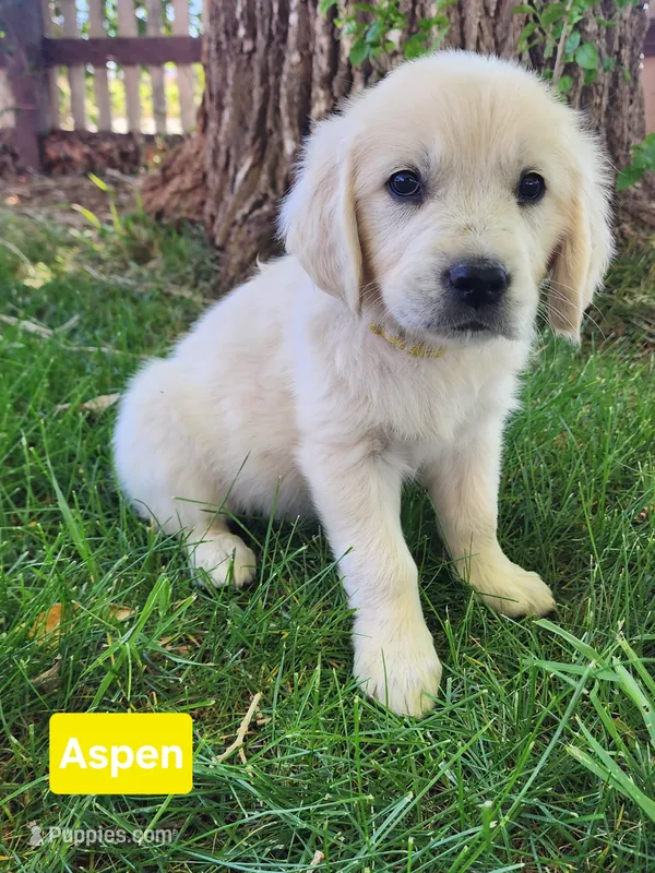 Aspen girl – English Cream Golden Retriever puppy for sale in Cortez, CO