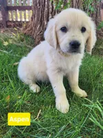 Aspen girl, a female English Cream Golden Retriever for sale in Cortez, CO – 1 of 9