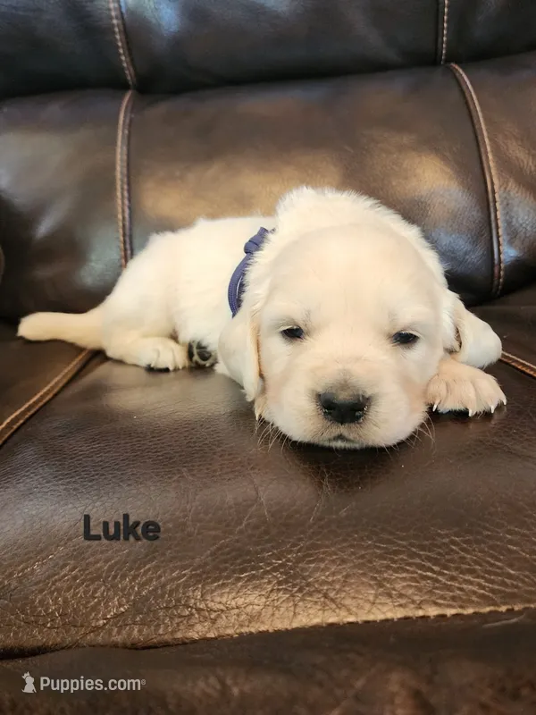 Luke Black boy, a male English Cream Golden Retriever for sale in Cortez, CO – 1 of 7