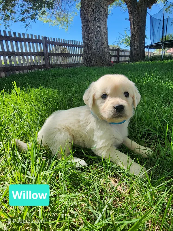 Willow Blue Girl – English Cream Golden Retriever puppy for sale in Cortez, CO