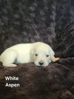 Aspen girl, a female English Cream Golden Retriever for sale in Cortez, CO – 2 of 7