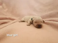 Blue Girl, a female English Cream Golden Retriever for sale in Cortez, CO – 2 of 5