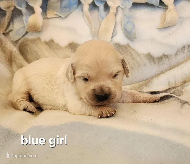 Blue Girl – English Cream Golden Retriever puppy for sale in Cortez, CO