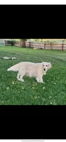 Blue Girl, a female English Cream Golden Retriever for sale in Cortez, CO – 4 of 5