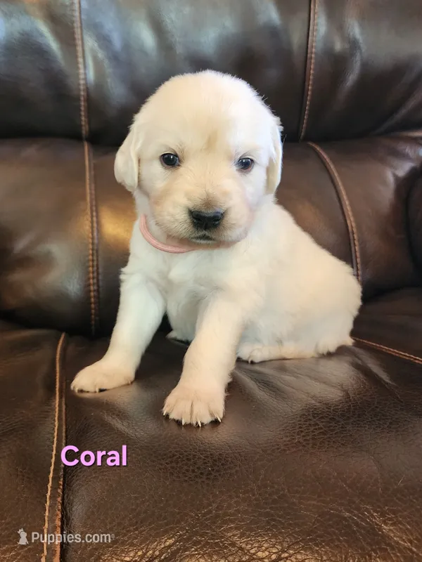 Coral Girl – English Cream Golden Retriever puppy for sale in Cortez, CO