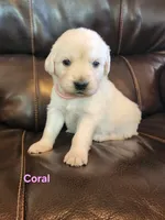 Coral Girl, a female English Cream Golden Retriever for sale in Cortez, CO – 1 of 7