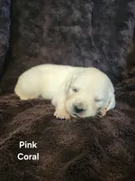 Coral Girl, a female English Cream Golden Retriever for sale in Cortez, CO – 2 of 7