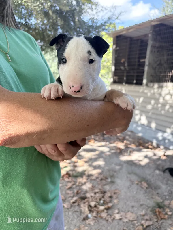 Female #1 – Bull Terrier puppy for sale in Lumber Bridge, NC