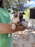 Female #1, a female Bull Terrier for sale in Lumber Bridge, NC – 8 of 10