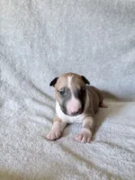 Male #1, a male Bull Terrier for sale in Lumber Bridge, NC – 5 of 7