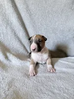 Male #1, a male Bull Terrier for sale in Lumber Bridge, NC – 4 of 7