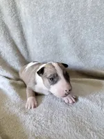 Female #3 , a female Bull Terrier for sale in Lumber Bridge, NC – 5 of 7