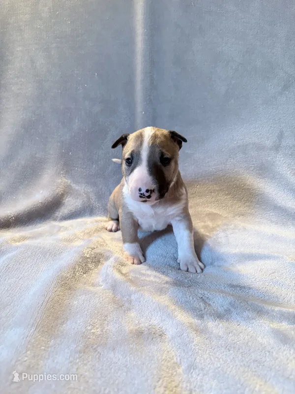 Female #3  – Bull Terrier puppy for sale in Lumber Bridge, NC