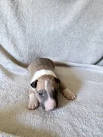 Male #1, a male Bull Terrier for sale in Lumber Bridge, NC – 3 of 7
