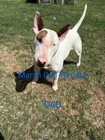 Male #1, a male Bull Terrier for sale in Lumber Bridge, NC – 6 of 7