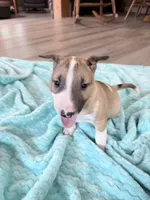 Female #1, a female Bull Terrier for sale in Lumber Bridge, NC – 6 of 10