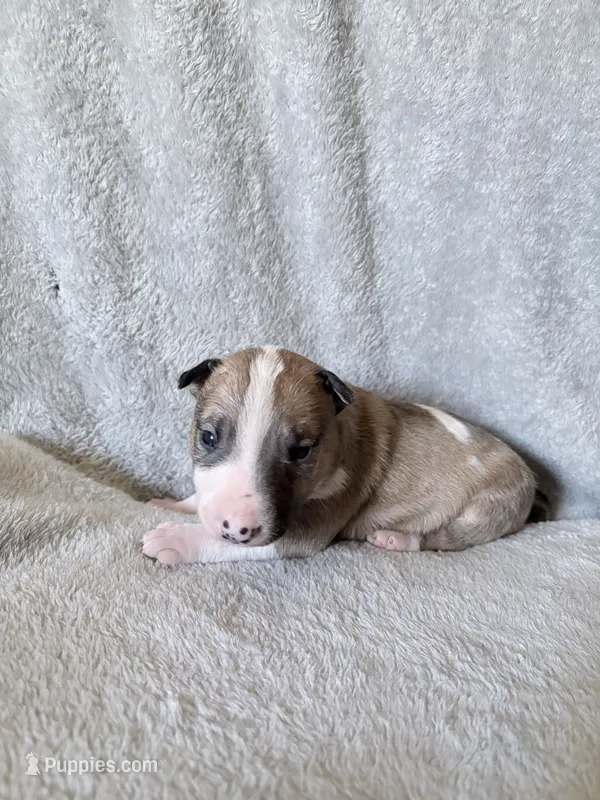 Female #3  – Bull Terrier puppy for sale in Lumber Bridge, NC
