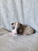 Female #3 , a female Bull Terrier for sale in Lumber Bridge, NC – 1 of 7