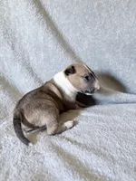 Male #1, a male Bull Terrier for sale in Lumber Bridge, NC – 2 of 7