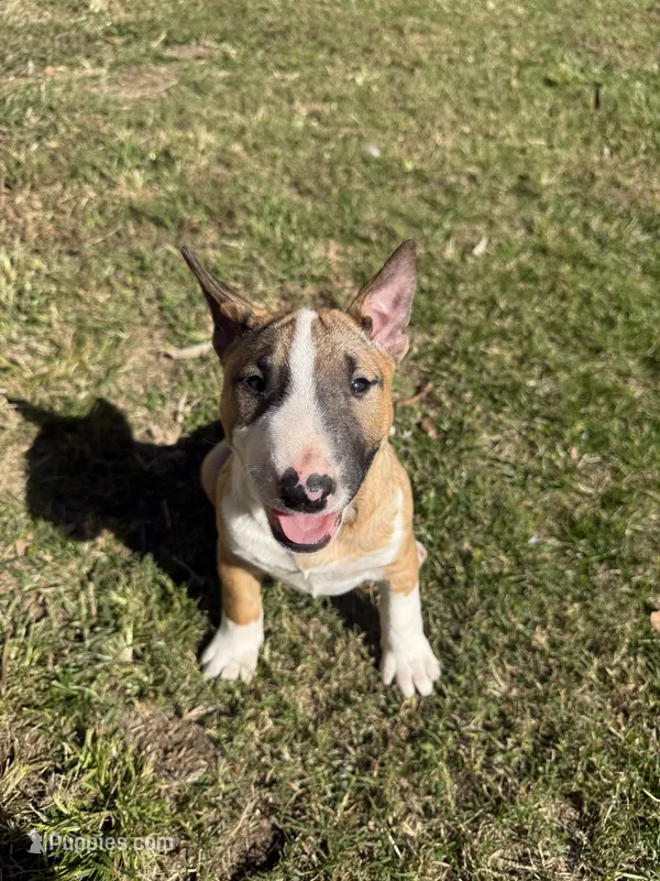 Female #1, a female Bull Terrier for sale in Lumber Bridge, NC – 1 of 10