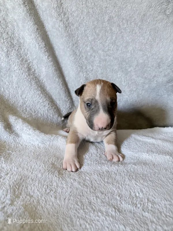 Male #1 – Bull Terrier puppy for sale in Lumber Bridge, NC