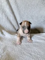 Male #1, a male Bull Terrier for sale in Lumber Bridge, NC – 1 of 7