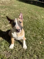 Female #1, a female Bull Terrier for sale in Lumber Bridge, NC – 3 of 10