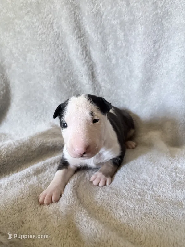 Female #1 – Bull Terrier puppy for sale in Lumber Bridge, NC