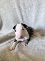 Female #1, a female Bull Terrier for sale in Lumber Bridge, NC – 1 of 7