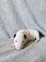 Female #2 , a female Bull Terrier for sale in Lumber Bridge, NC – 2 of 7
