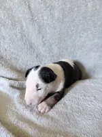 Female #1, a female Bull Terrier for sale in Lumber Bridge, NC – 5 of 7