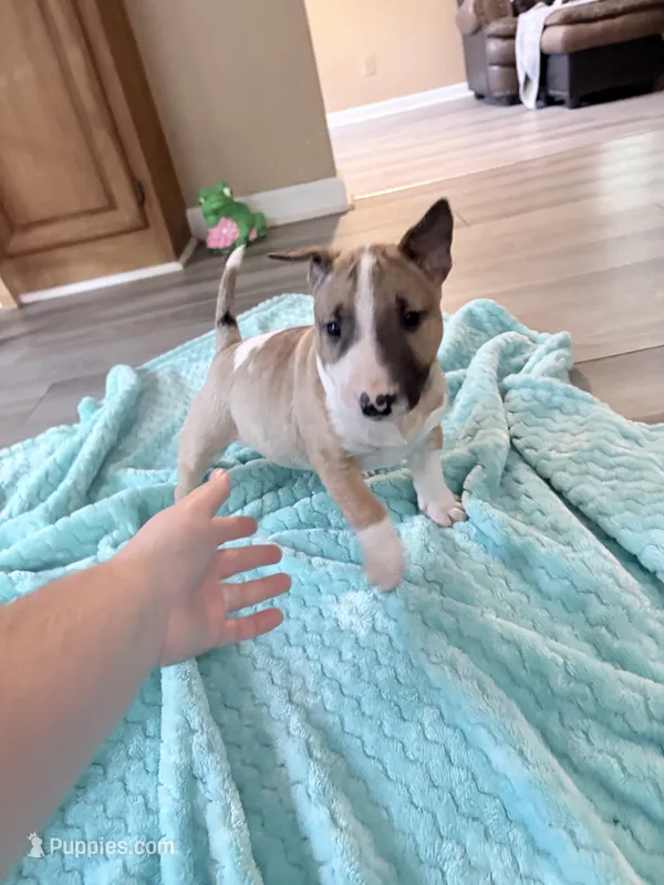 Female #3  – Bull Terrier puppy for sale in Lumber Bridge, NC