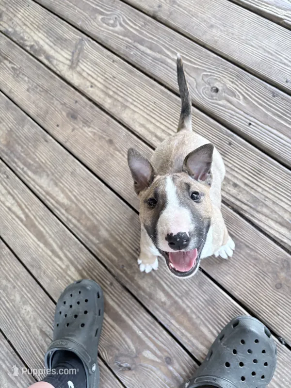 Female #1 – Bull Terrier puppy for sale in Lumber Bridge, NC