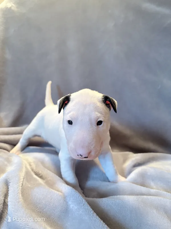 Female #2  – Bull Terrier puppy for sale in Lumber Bridge, NC