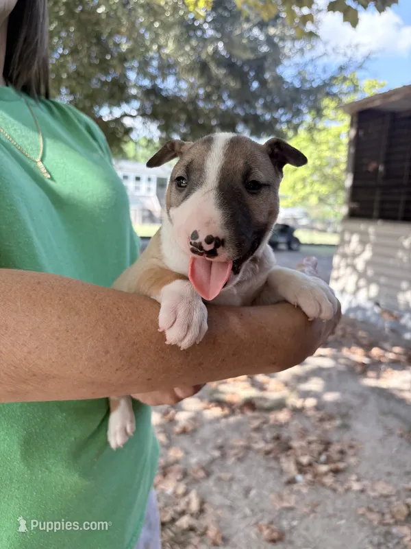 Female #3  – Bull Terrier puppy for sale in Lumber Bridge, NC