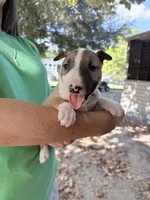 Female #1, a female Bull Terrier for sale in Lumber Bridge, NC – 7 of 10
