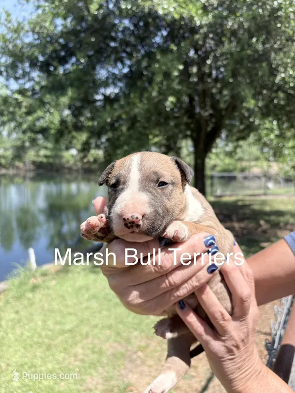 Female #1 – Bull Terrier puppy for sale in Lumber Bridge, NC