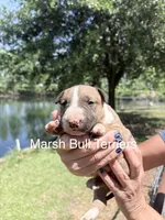 Female #1, a female Bull Terrier for sale in Lumber Bridge, NC – Photo 1 of 4
