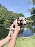 Female #1, a female Bull Terrier for sale in Lumber Bridge, NC – Photo 3 of 4